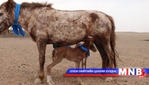 Ууган унага янцгаахад хаврын урь орно