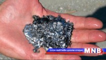 Хар тугалга, цайрын баяжуулах үйлдвэр ашиглалтад орно