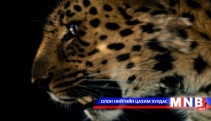   Путин цоохор ирвэс үржүүлгийн төвд зочиллоо