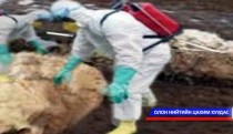 Шүлхийн вирус гурван долоо хоног амьд байдаг