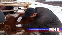 Хэнтий аймгийн Галшар суманд шүлхий гарчээ 