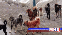 Золбин нохой, муур устгах шинэ журам боловсруулна