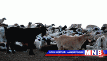 Бог мал шүлхийгээр өвчилжээ 
