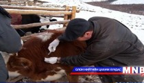 Шүлхийн хорио цээрийн дэглэмийг цуцлалаа 