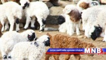 Дундговь аймагт төлийн бойжилт сайн байна 
