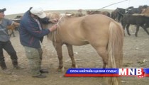 Хөвсгөлчүүд малаа тарилгад хамруулна