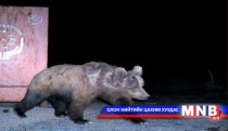 Мазаалай хятад үсэгтэй цаасан хайрцаг идсэн байжээ