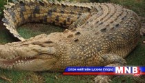 Жинхэнэ матар уу, шавар матар уу 