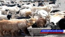 Мал аж ахуйгаас ашиг олох үйлдвэр технологийн парк байгуулах боломжтой