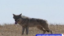 Галзуу өвчин мөн эсэхийг шалгахаар ажиллаж байна