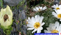 Үндэсний бахархалт цэцэгт ургамлыг тодруулна