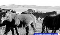 Малын хулгайтай тэмцэхэд тусгайлсан хууль шаардлагатай юу? 