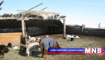 Хэнтий аймаг өвөлжилтийн бэлтгэлээ хангаж дуусчээ