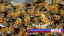 500 эх зөгийг эргэн төлөх нөхцөлтэйгөөр авчээ