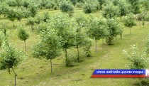 Хөвсгөл аймагт мод, бутны үзэсгэлэн зохион байгуулна