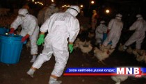 Шувууны фермээс томуу илэрчээ
