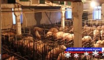 Туслах аж ахуйд тэжээлийн хомсдол бий болж байна гэлээ