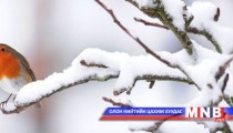 “Өвөл...”  эссэ   тэмдэглэл