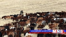 Мал тооллого ирэх ням гарагт эхэлнэ