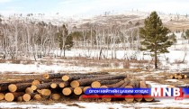 Төрийн өндөр албан тушаалтнууд хууль бусаар мод бэлтгэхэд тусалсан уу