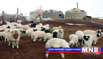 Монгол Улсын малын тоо 52 саяд хүрчээ 