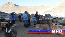 Хил орчмын бэлчээрээр гаргах  гэж байсан малыг хилчид илрүүлжээ