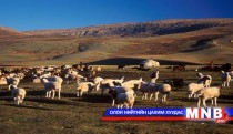 Архангайд бэлчээрийн хүрэлцээ муу байна