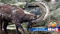 Янгирын хамууг арилгах хужир дутагдалтай байна гэв