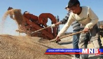 Тариаланчид өнөөдрийг хүртэл буудайныхаа мөнгийг авч чадахгүй байна 