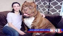 78 кг жинтэй дэлхийн хамгийн том нохой