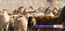 Хонь жилийн хавар