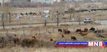 Нийслэлд мал аж ахуй эрхлэх журамд өөрчлөлт орууллаа