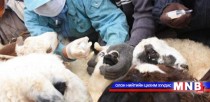 Сүхбаатар аймагт гарсан шүлхий өвчний шалтгааныг тодруулахаар ажиллаж байна