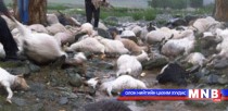 Хүчтэй аадар борооны улмаас 10 гаруй мянган мал хорогджээ