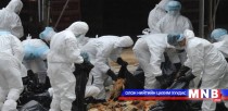 H7N9 вируст халдвараар эрчүүд өвчилж байна 