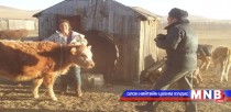 Дорнод аймагт малын хулгайн хэрэг буурчээ