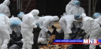 Шувууны томуугийн А хүрээний H5N6 вируст халдвараас сэрэмжлүүлж байна