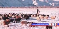 Тавин сая гаруй мал өвөлжиж, хаваржих тооцоог салбарын яамнаас гаргажээ 