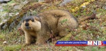 Хөвсгөл аймагт тогтоосон тарваган тахлын хорио маргааш тавигдана