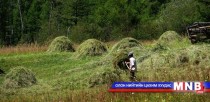 Малчид хадлангийнхаа тал хувийг бэлтгээд байна