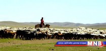 Манай улс үүлдэр сайтай шилмэл малаа гадагш гаргаж байна 