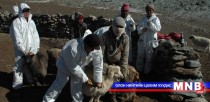 Улсын хэмжээнд 3.4 сая толгой малыг шүлхийн вакцинд хамруулжээ