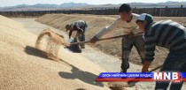 Тэшиг сумын ургац хураалт 40 хувьтай байна