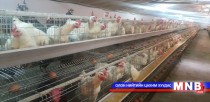 Хоногийн настай дэгдээхийг дотоодоосоо нийлүүлнэ
