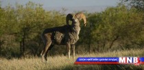 Энэ онд Ан агнуурын тухай хууль тогтоомж зөрчсөн 39 гэмт хэрэг гарчээ 