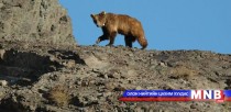 Манай улсын нийт нутаг дэвсгэрийн 78 хувь нь цөлжилттэй байна