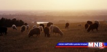 Манай улсад бэлчээрийн талхлалт өндөр хувьтай байна 