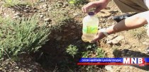Хортон шавжийн хөнөөлд тэсвэртэй шинэс модыг туршилтаар ургуулжээ