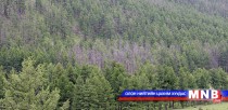 Ойн хүлэмжийн хийн шингээлтийг олон улсын аргачлалаар тодорхойлно 