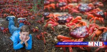 Австрали улаан хавчаар 